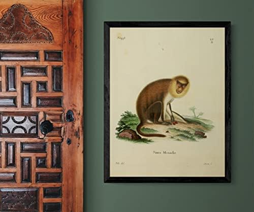 Monk Saki primat majmun vintage učionice za divlje životinje Uredstvo dekor Zoologija Antička ilustracija likovna umjetnička tiska